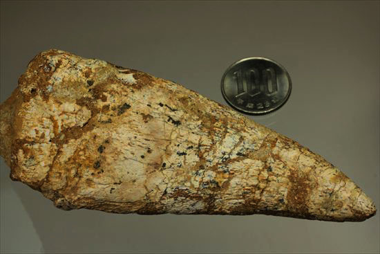 ロングカーブ12ｃｍオーバー！巨大で希少なスピノサウルスのフットクロウ化石(Spinosaurus Foot Claw)（その18）