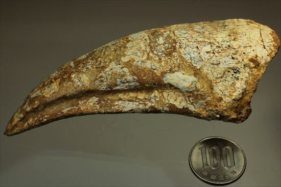 ロングカーブ12ｃｍオーバー！巨大で希少なスピノサウルスのフットクロウ化石(Spinosaurus Foot Claw)（その19）