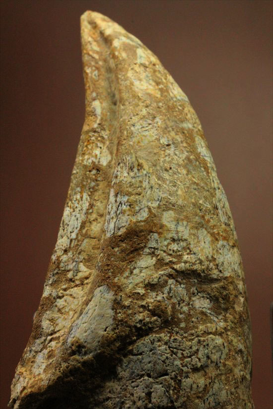 ロングカーブ12ｃｍオーバー！巨大で希少なスピノサウルスのフットクロウ化石(Spinosaurus Foot Claw)（その20）