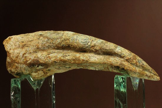 ロングカーブ12ｃｍオーバー！巨大で希少なスピノサウルスのフットクロウ化石(Spinosaurus Foot Claw)（その3）