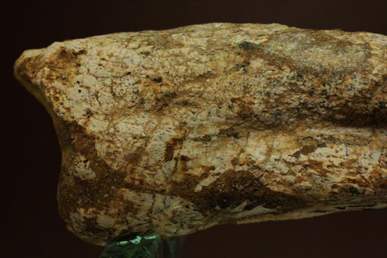 ロングカーブ12cmオーバー!巨大で希少なスピノサウルスのフットクロウ化石(Spinosaurus Foot Claw)(その4)