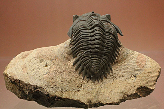 複眼の状態がよいモロッコ三葉虫メタカンティナ(Metacanthina issoumourensis)(その12)