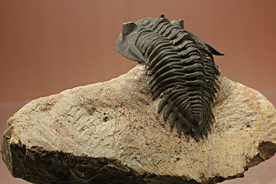 複眼の状態がよいモロッコ三葉虫メタカンティナ(Metacanthina issoumourensis)(その13)