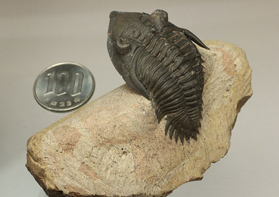 複眼の状態がよいモロッコ三葉虫メタカンティナ(Metacanthina issoumourensis)(その14)