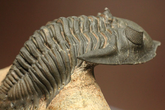複眼の状態がよいモロッコ三葉虫メタカンティナ(Metacanthina issoumourensis)(その2)