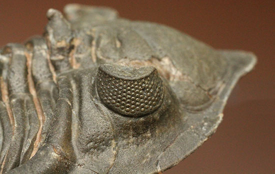 複眼の状態がよいモロッコ三葉虫メタカンティナ(Metacanthina issoumourensis)（その4）