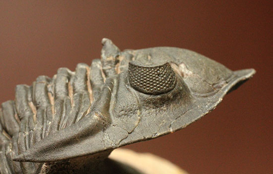 複眼の状態がよいモロッコ三葉虫メタカンティナ(Metacanthina issoumourensis)(その8)