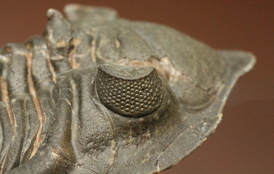 複眼の状態がよいモロッコ三葉虫メタカンティナ(Metacanthina issoumourensis)(その9)