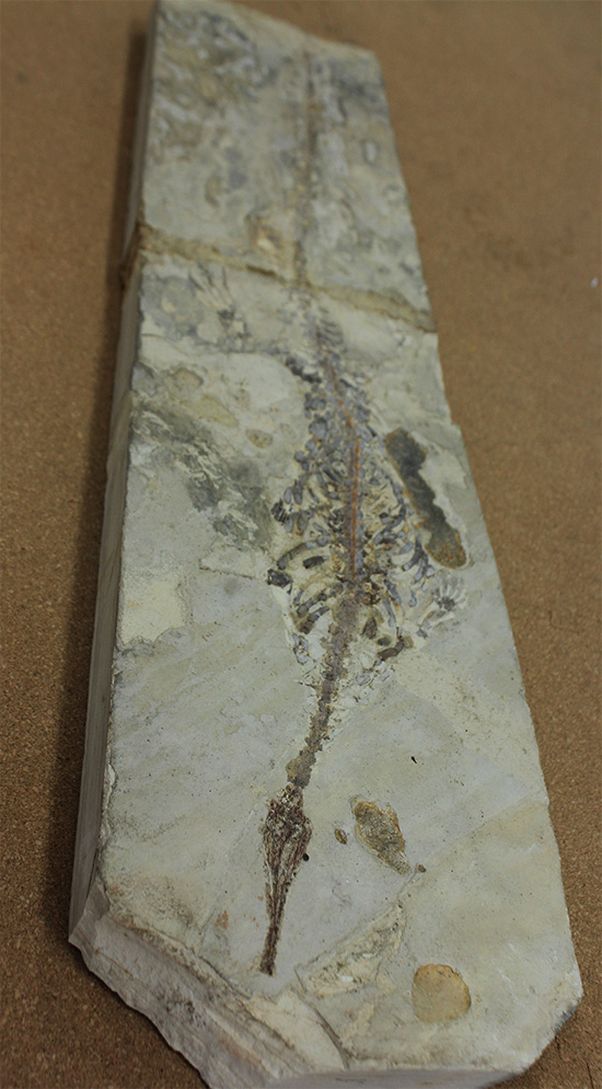 メソサウルスの大型プレート標本 (Mesosaurus)(その1)