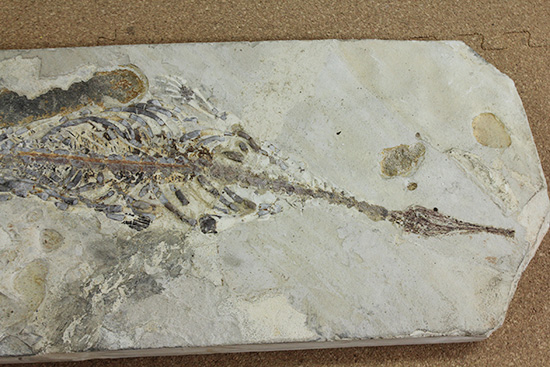 メソサウルスの大型プレート標本 (Mesosaurus)（その2）