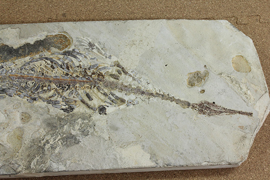 メソサウルスの大型プレート標本 (Mesosaurus)(その2)