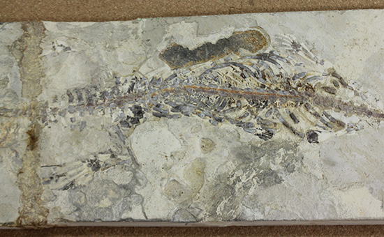 メソサウルスの大型プレート標本 (Mesosaurus)(その3)