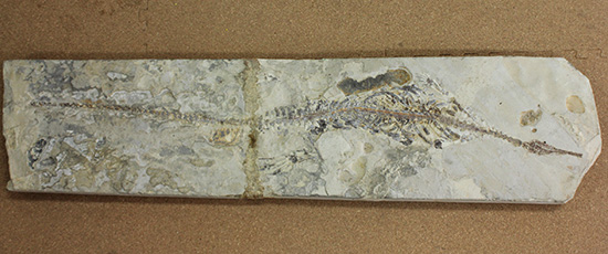 メソサウルスの大型プレート標本 (Mesosaurus)（その5）