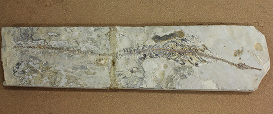 メソサウルスの大型プレート標本 (Mesosaurus)(その5)
