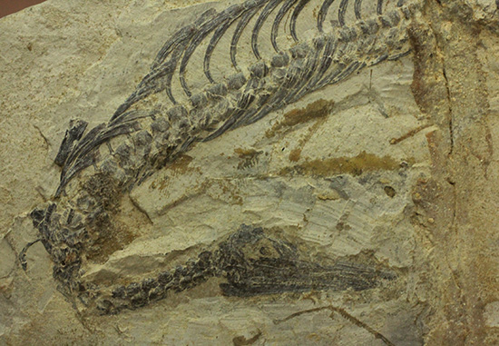 ゴンドワナ大陸特有種の一つ、メソサウルスのプレート標本 (Mesosaurus)(その1)