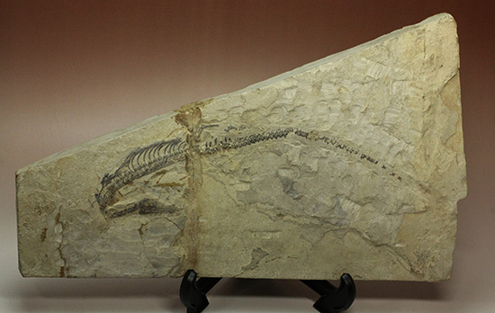 ゴンドワナ大陸特有種の一つ、メソサウルスのプレート標本 (Mesosaurus)（その2）