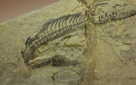 ゴンドワナ大陸特有種の一つ、メソサウルスのプレート標本 (Mesosaurus)（その3）