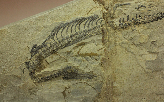 ゴンドワナ大陸特有種の一つ、メソサウルスのプレート標本 (Mesosaurus)(その3)