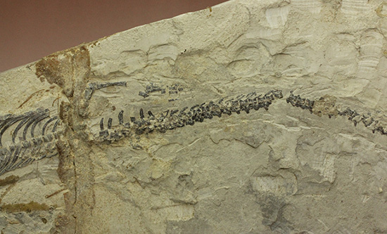 ゴンドワナ大陸特有種の一つ、メソサウルスのプレート標本 (Mesosaurus)(その4)