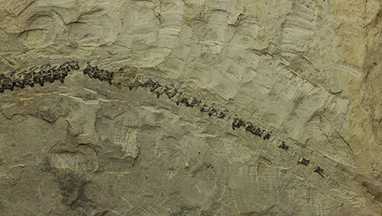 ゴンドワナ大陸特有種の一つ、メソサウルスのプレート標本 (Mesosaurus)（その5）