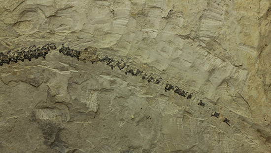 ゴンドワナ大陸特有種の一つ、メソサウルスのプレート標本 (Mesosaurus)(その5)