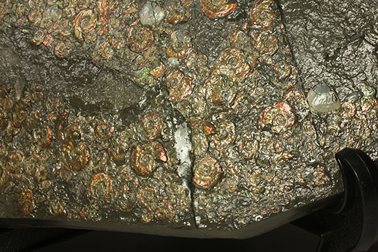光るアンモナイトの海！ジュラ紀イギリス産アンモナイトプレート標本（その3）