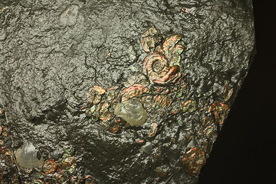 光るアンモナイトの海！ジュラ紀イギリス産アンモナイトプレート標本（その5）