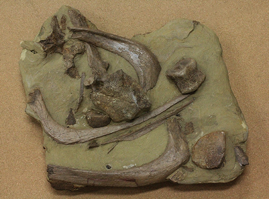 発掘現場さながらの、エドモントサウルスのスラブ標本(Edmontosaurus)（その1）