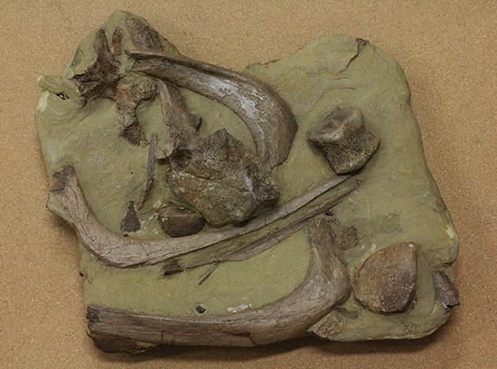 発掘現場さながらの、エドモントサウルスのスラブ標本(Edmontosaurus)(その1)