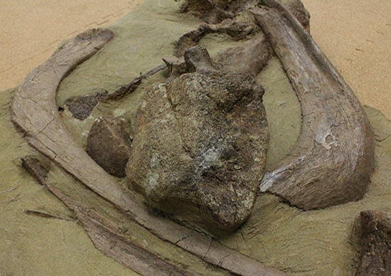 発掘現場さながらの、エドモントサウルスのスラブ標本(Edmontosaurus)（その10）