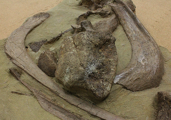発掘現場さながらの、エドモントサウルスのスラブ標本(Edmontosaurus)(その10)