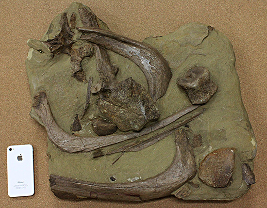 発掘現場さながらの、エドモントサウルスのスラブ標本(Edmontosaurus)(その11)