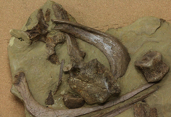 発掘現場さながらの、エドモントサウルスのスラブ標本(Edmontosaurus)（その2）
