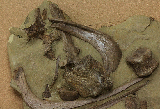 発掘現場さながらの、エドモントサウルスのスラブ標本(Edmontosaurus)(その2)