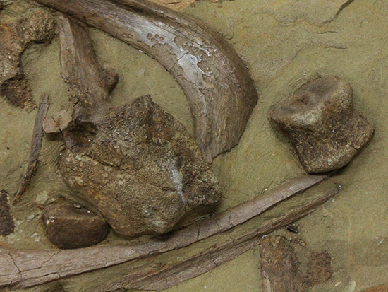 発掘現場さながらの、エドモントサウルスのスラブ標本(Edmontosaurus)（その3）