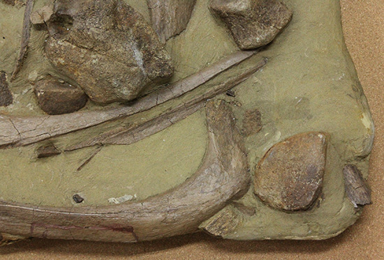 発掘現場さながらの、エドモントサウルスのスラブ標本(Edmontosaurus)（その4）