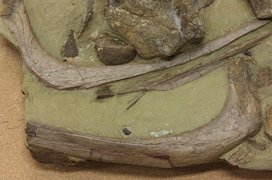 発掘現場さながらの、エドモントサウルスのスラブ標本(Edmontosaurus)（その5）