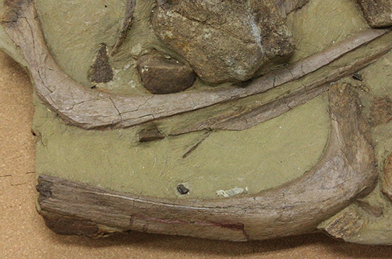 発掘現場さながらの、エドモントサウルスのスラブ標本(Edmontosaurus)(その5)