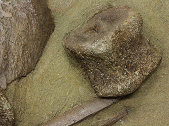 発掘現場さながらの、エドモントサウルスのスラブ標本(Edmontosaurus)(その6)
