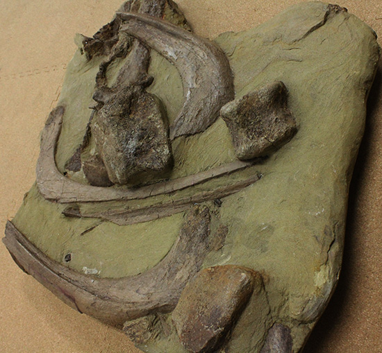 発掘現場さながらの、エドモントサウルスのスラブ標本(Edmontosaurus)（その7）
