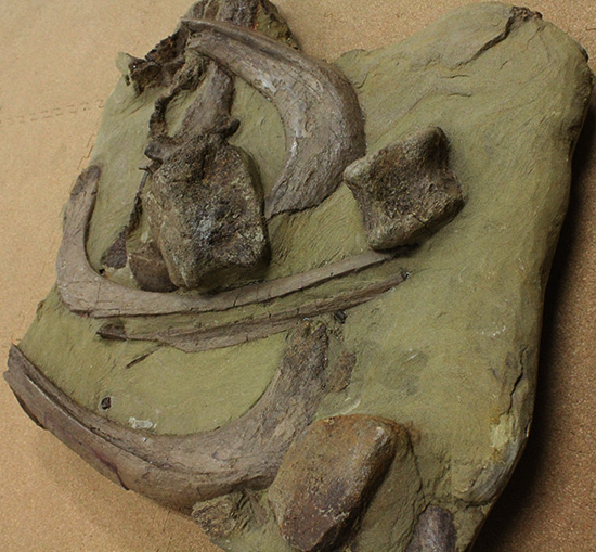発掘現場さながらの、エドモントサウルスのスラブ標本(Edmontosaurus)(その7)
