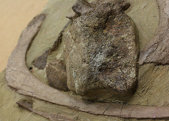 発掘現場さながらの、エドモントサウルスのスラブ標本(Edmontosaurus)(その8)