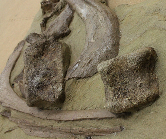 発掘現場さながらの、エドモントサウルスのスラブ標本(Edmontosaurus)(その9)