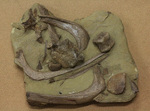 発掘現場さながらの、エドモントサウルスのスラブ標本(Edmontosaurus)