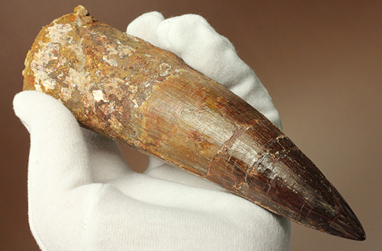 化石セブン史上最重!極太スピノサウルスの巨大歯(Spinosaurus)(その1)