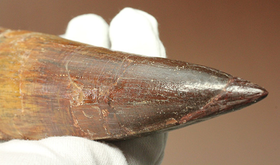 化石セブン史上最重!極太スピノサウルスの巨大歯(Spinosaurus)(その11)
