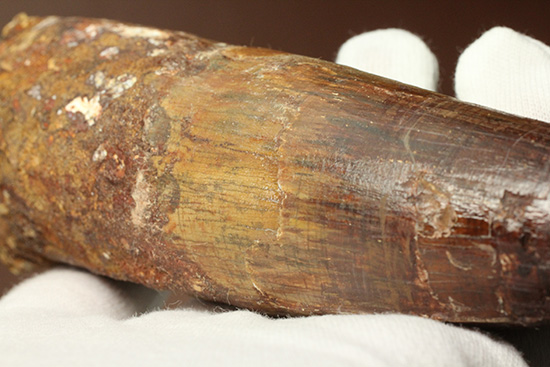 化石セブン史上最重!極太スピノサウルスの巨大歯(Spinosaurus)(その12)
