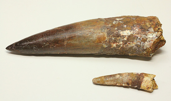 化石セブン史上最重!極太スピノサウルスの巨大歯(Spinosaurus)(その13)