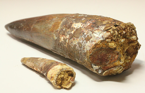 化石セブン史上最重!極太スピノサウルスの巨大歯(Spinosaurus)(その14)