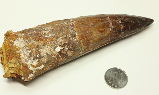 化石セブン史上最重!極太スピノサウルスの巨大歯(Spinosaurus)(その15)